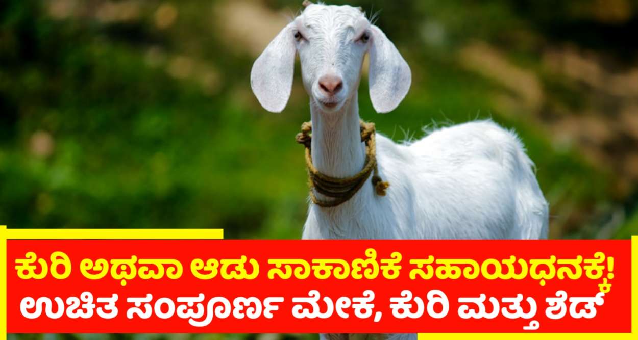 ಕುರಿ ಮತ್ತು ಮೇಕೆ ಸಾಕಾಣಿಕೆ ಮಾಡಲು ಸಹಾಯಧನ ನೀಡಲು ಅರ್ಜಿ! ಸಂಪೂರ್ಣ ಉಚಿತ ಸೌಲಭ್ಯ