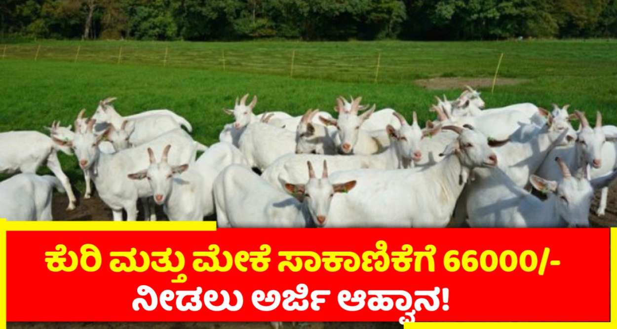 ಕುರಿ ಮತ್ತು ಮೇಕೆ ಸಾಕಾಣಿಕೆಗೆ 66000 ನೀಡಲು ಅರ್ಜಿ!